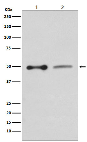 Anti-EBP50 Rabbit Monoclonal Antibody