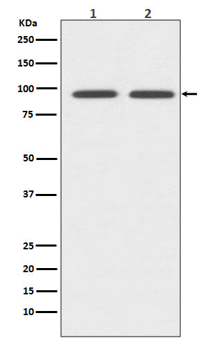 Anti-CD19 Rabbit Monoclonal Antibody