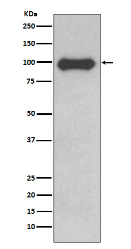 Anti-CD19 Rabbit Monoclonal Antibody