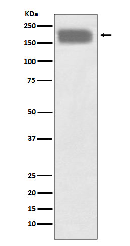Anti-NCAM1 Rabbit Monoclonal Antibody
