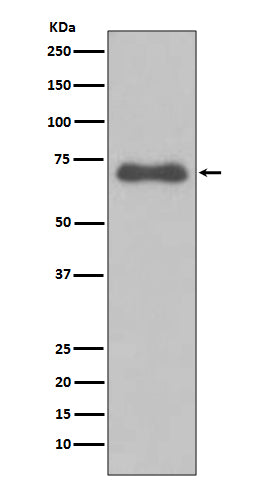 Anti-NUMB Rabbit Monoclonal Antibody