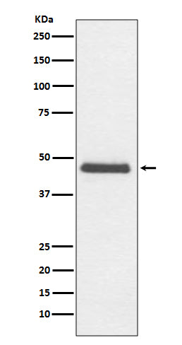 Anti-CNPase Rabbit Monoclonal Antibody