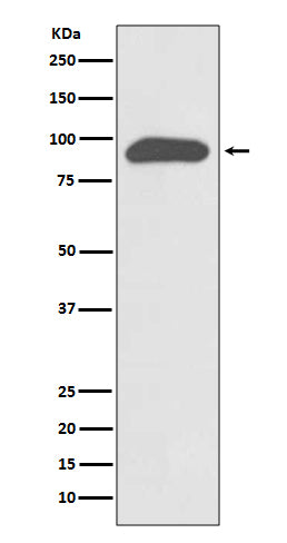 Anti-Chromogranin A Rabbit Monoclonal Antibody