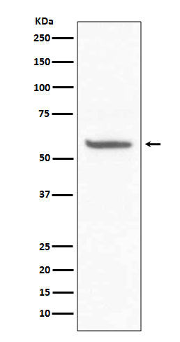 Anti-CD147 Rabbit Monoclonal Antibody