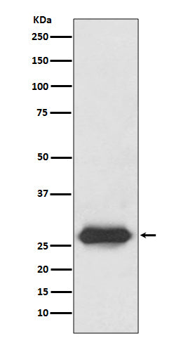 Anti-LIN28 Rabbit Monoclonal Antibody