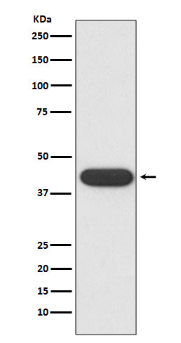 Anti-CD32 Rabbit Monoclonal Antibody