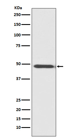 Anti-Myoblast Determination Protein 1 Rabbit Monoclonal Antibody