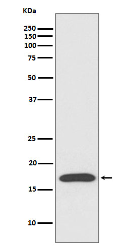 Anti-Cyclophilin A Rabbit Monoclonal Antibody