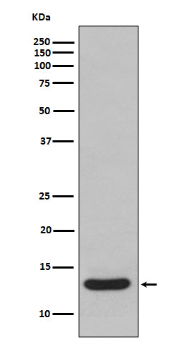 Anti-FABP1 Rabbit Monoclonal Antibody