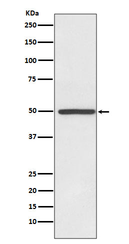 Anti-Dopamine Transporter Rabbit Monoclonal Antibody