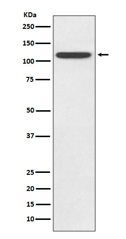Anti-Toll-Like Receptor 5 Rabbit Monoclonal Antibody
