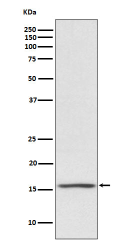 Anti-NOXA Rabbit Monoclonal Antibody