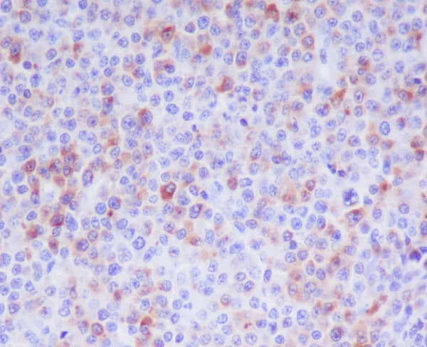 Anti-Granzyme B Rabbit Monoclonal Antibody