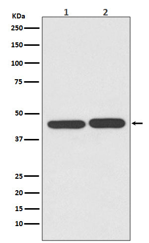 Anti-TIA1 Rabbit Monoclonal Antibody