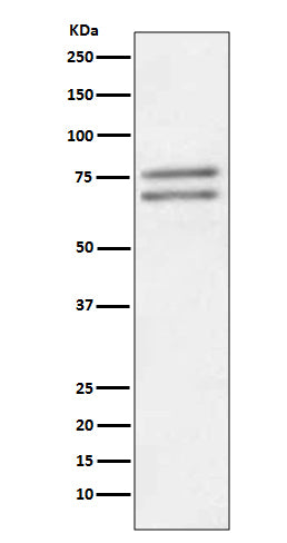 Anti-ADAM10 Rabbit Monoclonal Antibody