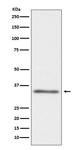 Anti-CD40L Rabbit Monoclonal Antibody