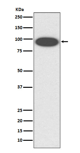 Anti-Integrin beta 2 Rabbit Monoclonal Antibody