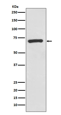 Anti-CD73 Rabbit Monoclonal Antibody