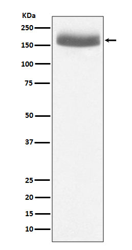 Anti-EGF Rabbit Monoclonal Antibody