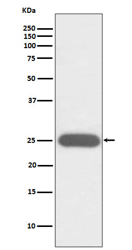 Anti-G-CSF Rabbit Monoclonal Antibody