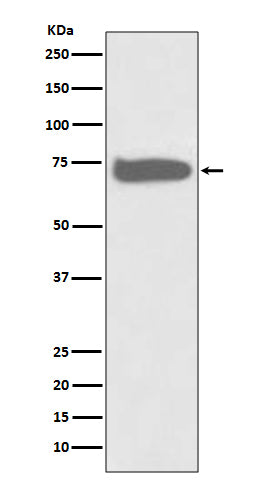 Anti-GCLC Rabbit Monoclonal Antibody