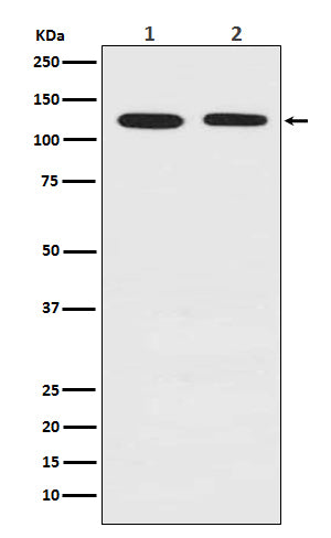 Anti-Drebrin Rabbit Monoclonal Antibody