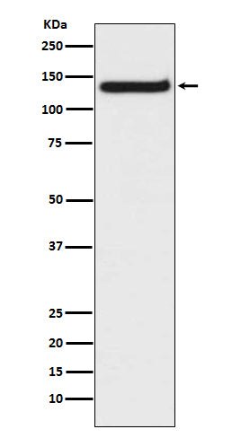 Anti-Toll-Like Receptor 9 Rabbit Monoclonal Antibody