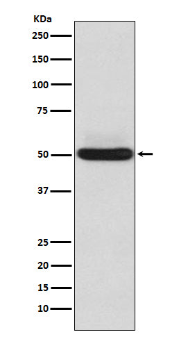 Anti-alpha Sarcoglycan Rabbit Monoclonal Antibody