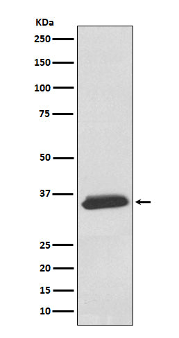 Anti-delta Sarcoglycan Rabbit Monoclonal Antibody