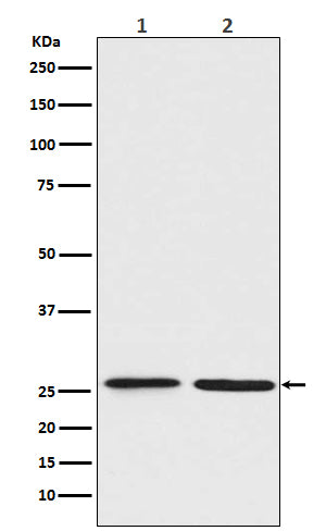Anti-BNIP1 Rabbit Monoclonal Antibody