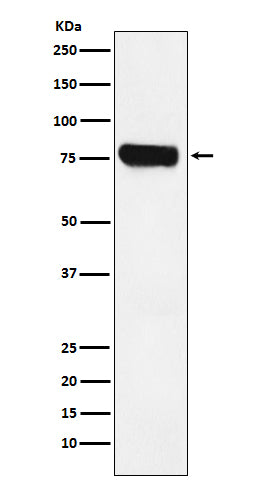 Anti-HEC1 Rabbit Monoclonal Antibody