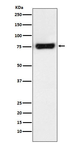 Anti-MTA2 Rabbit Monoclonal Antibody