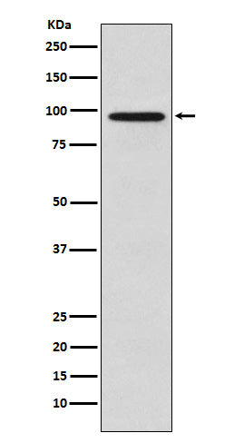 Anti-GOLGA1 Rabbit Monoclonal Antibody