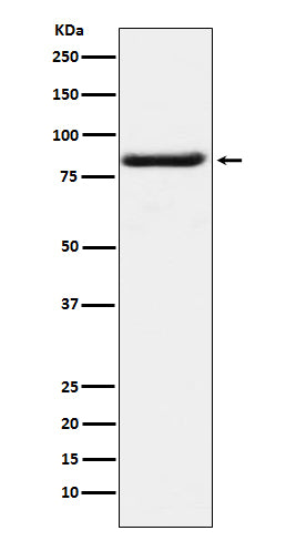 Anti-BAG3 Rabbit Monoclonal Antibody
