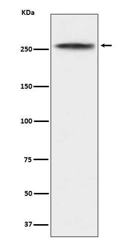 Anti-CHD3 Rabbit Monoclonal Antibody