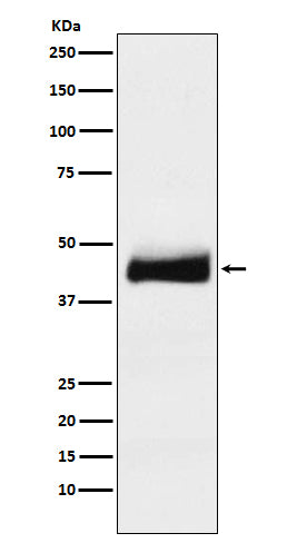 Anti-ORM1 Rabbit Monoclonal Antibody