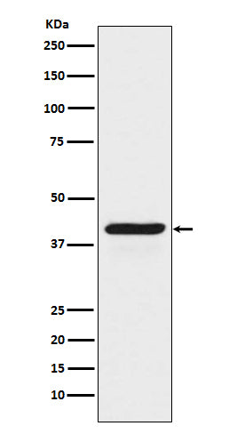 Anti-Indoleamine 2,3-dioxygenase Rabbit Monoclonal Antibody