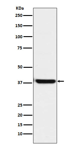 Anti-OGG1 Rabbit Monoclonal Antibody