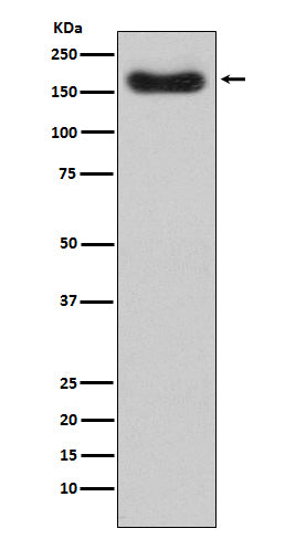 Anti-Factor H Rabbit Monoclonal Antibody
