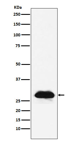 Anti-Carbonic Anhydrase 2 Rabbit Monoclonal Antibody