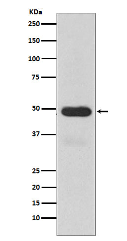 Anti-Cytochrome P450 3A4 Rabbit Monoclonal Antibody