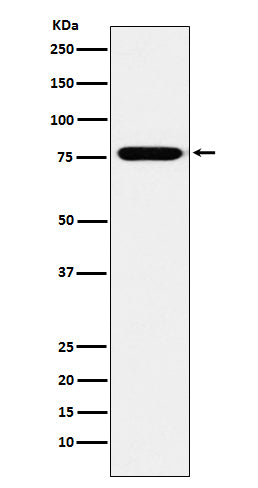 Anti-KIF3A Rabbit Monoclonal Antibody