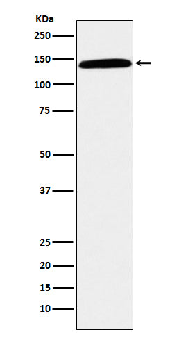 Anti-CD42b Rabbit Monoclonal Antibody