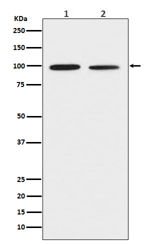 Anti-DDR2 Rabbit Monoclonal Antibody