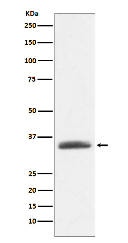 Anti-AMBP Rabbit Monoclonal Antibody