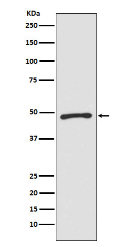 Anti-ZIC 1 Rabbit Monoclonal Antibody