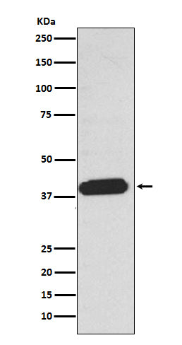 Anti-EDG2 Rabbit Monoclonal Antibody
