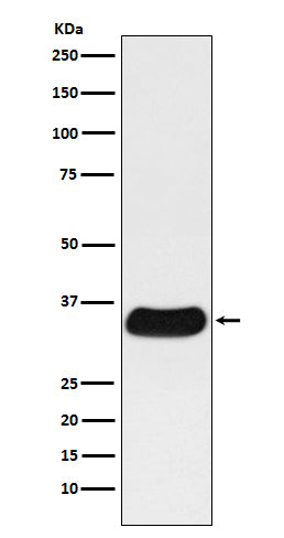 Anti-GAL4 Rabbit Monoclonal Antibody
