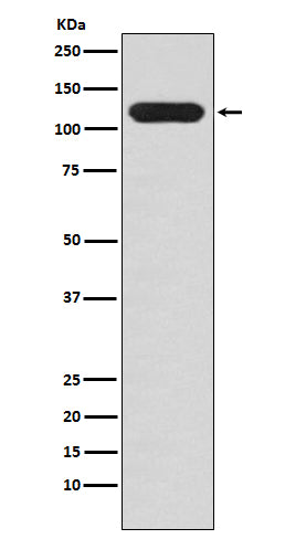 Anti-Mucin 4 Rabbit Monoclonal Antibody