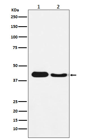 Anti-ATG4A Rabbit Monoclonal Antibody